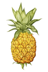 Pineapple Png Art