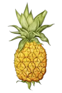 Pineapple Png Art