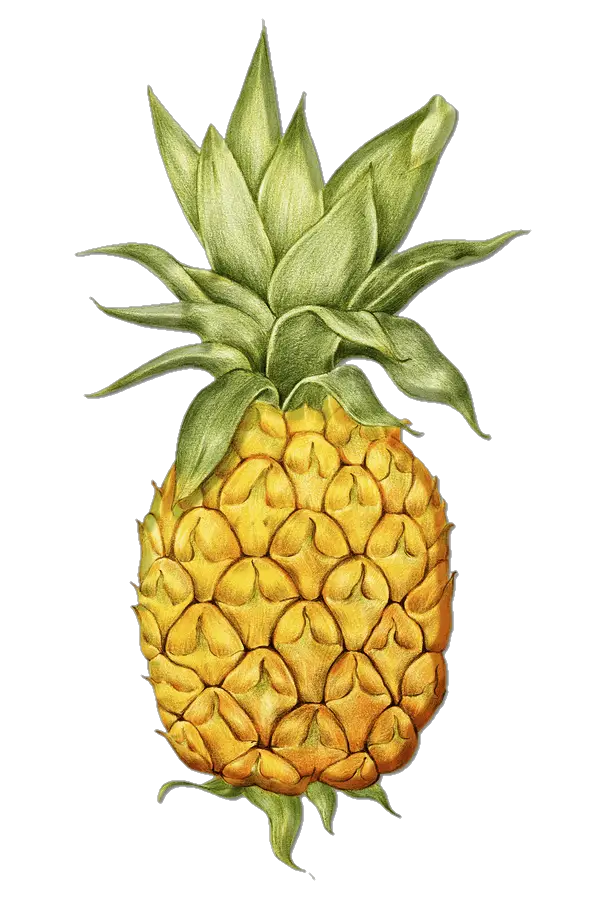 pineapple-png-image-from-pngfre-45