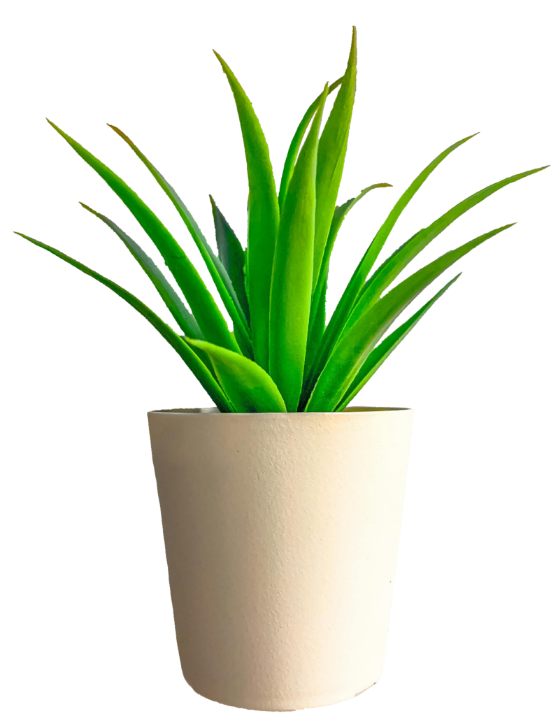 Indoor Plant PNG