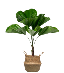 Potted Plant PNG