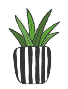 Cactus Plant Clipart PNG