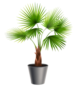 Animated Plant PNG