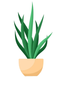 Aloe Vera Plant Vector PNG 