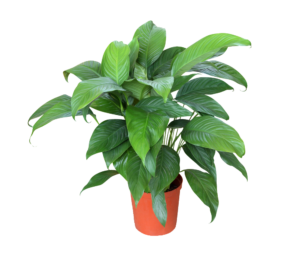 High-resolution Indoor Plant PNG