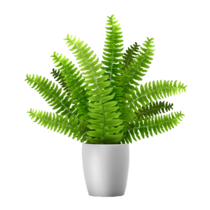 Indoor Plant Illustration PNG