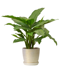 Beautiful Indoor Plant PNG