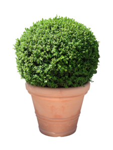 Bush Plant PNG