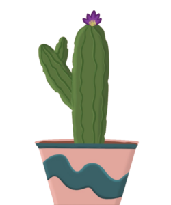 Cute Cactus Plant PNG