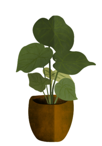 Aesthetic Plant PNG