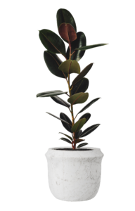 Potted Plant PNG