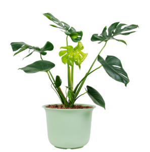Potted Plant PNG