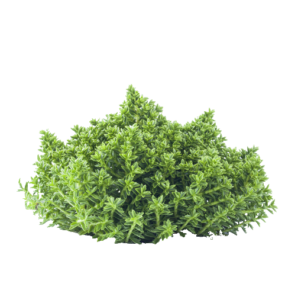 Bush Plant PNG