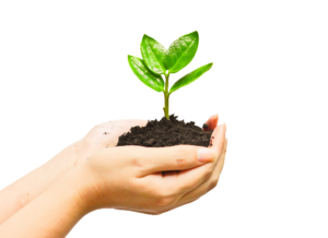 Tree Plant in Hand PNG