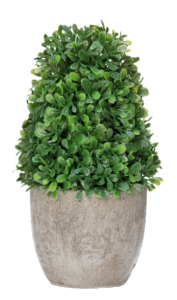 Cute Indoor Plant PNG