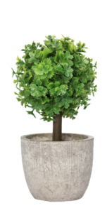 Beautiful Potted Plant PNG