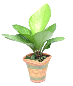 Outdoor Potted Plant PNG