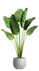 Indoor House Plant PNG