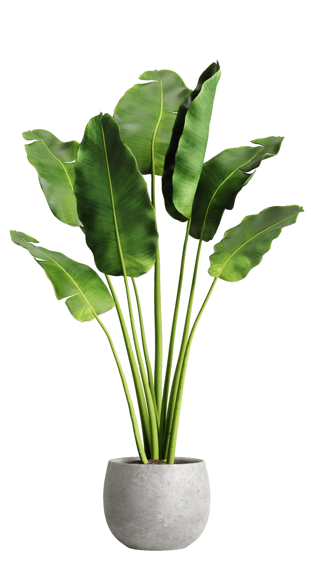 plant-48