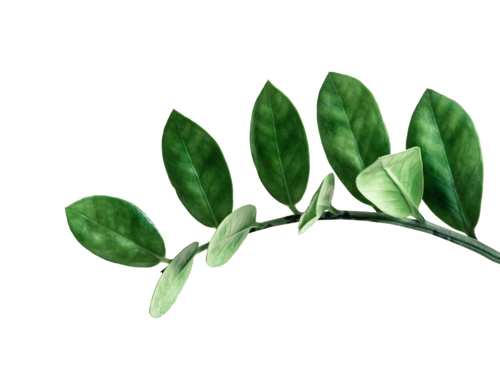 plant-5