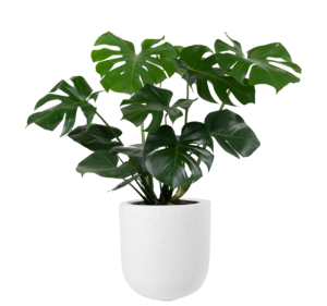 Cute Indoor Plant PNG