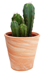 Potted Cactus Plant PNG
