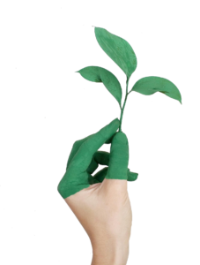 Tree Plant in Hand Art PNG