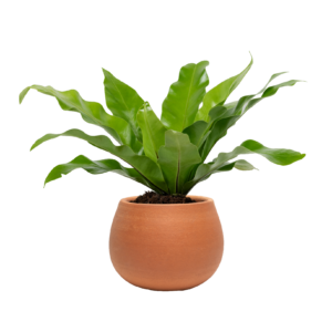 Beautiful Potted Plant PNG