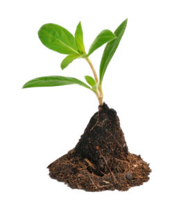 Tree Plant PNG