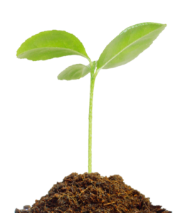 Tree Plant PNG