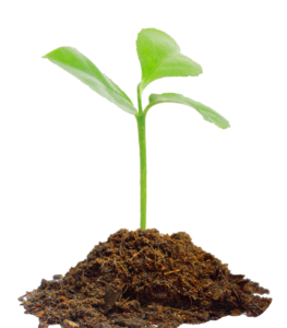 Tree Plant PNG