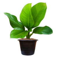 Plant PNG Image