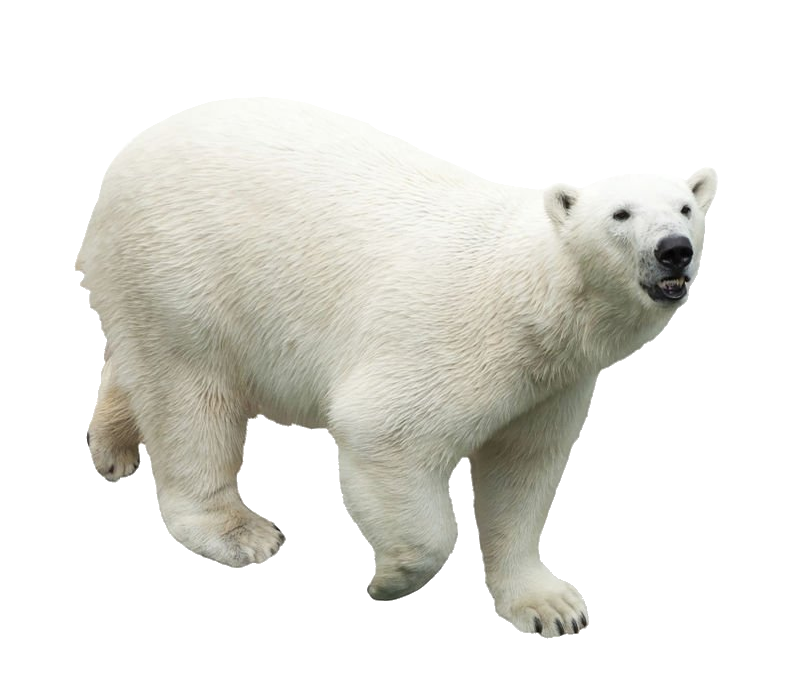 Angry Polar Bear Png