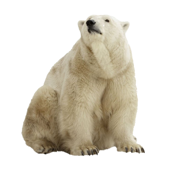 polar-bear-11