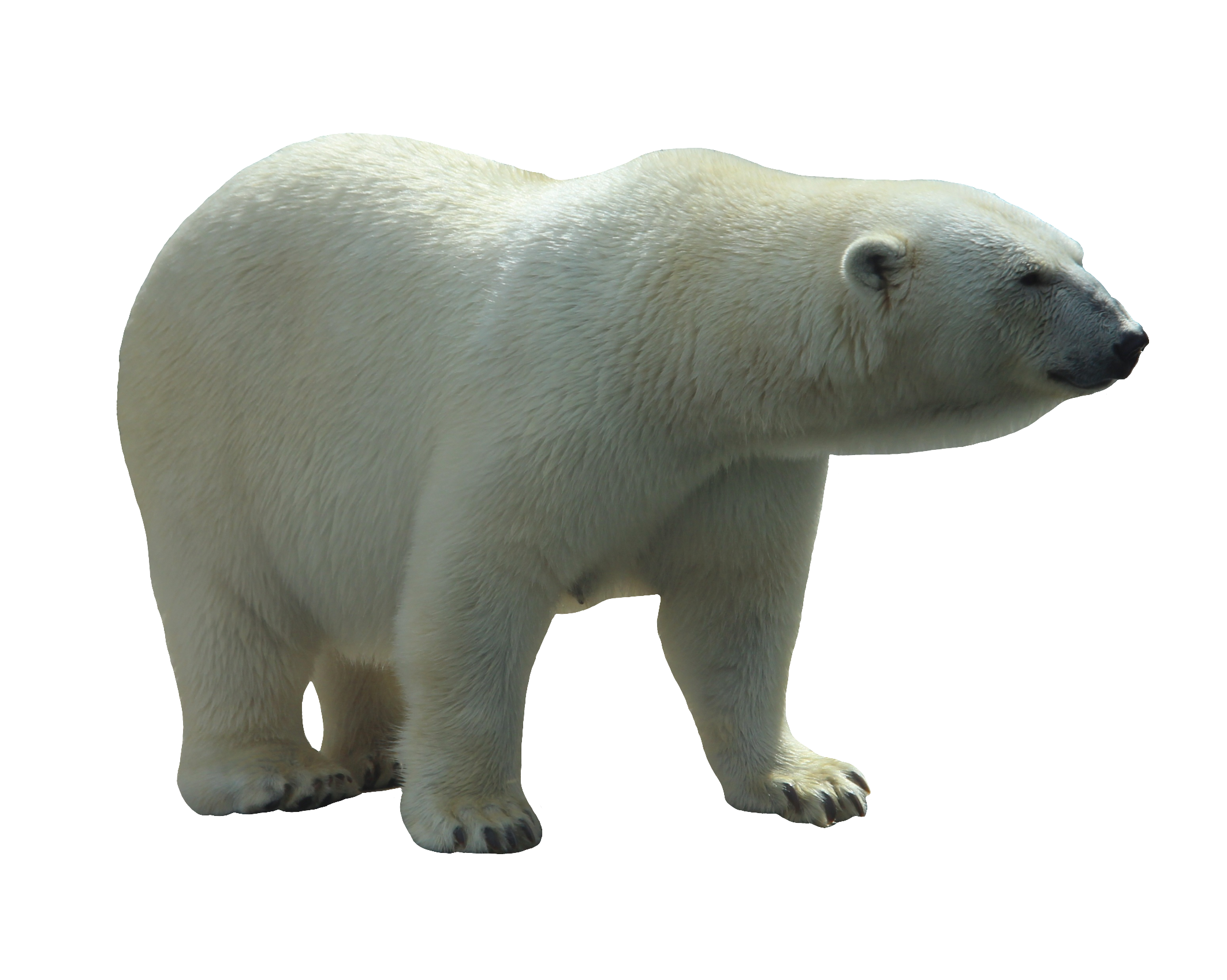 polar-bear-13