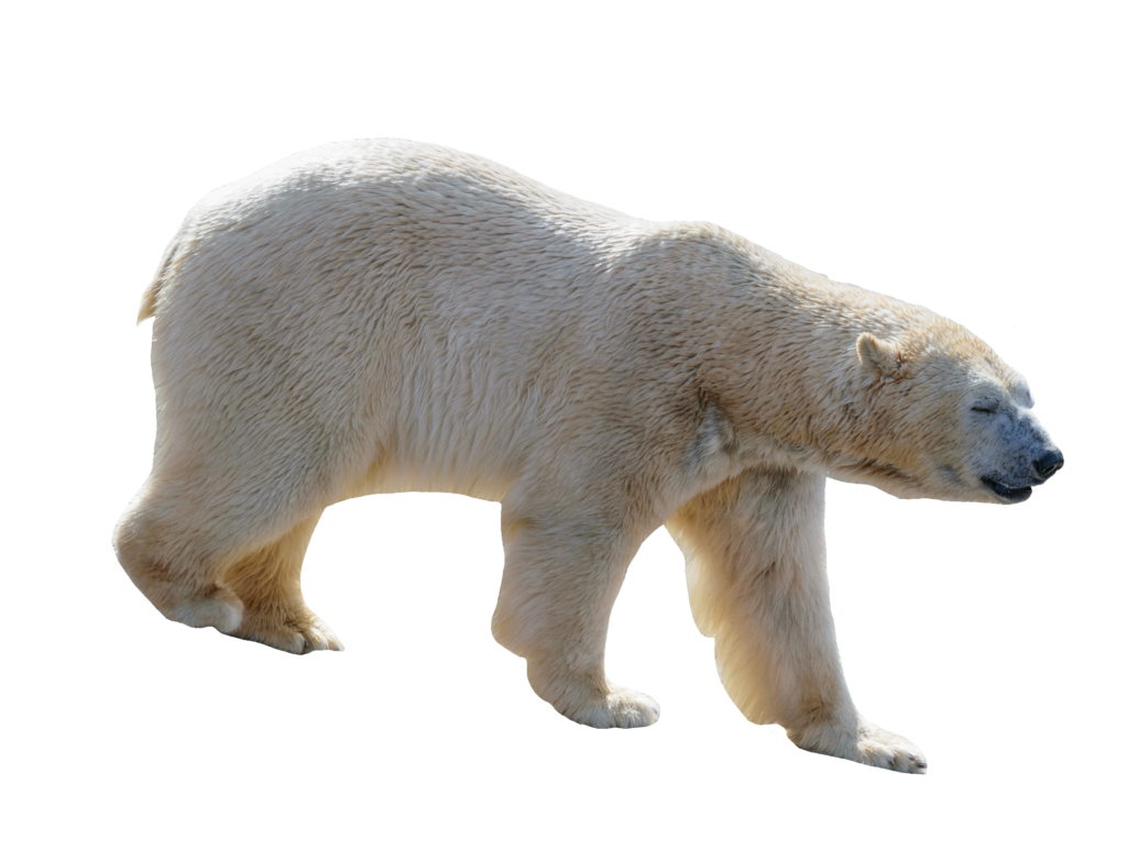 Walking Polar Bear Png