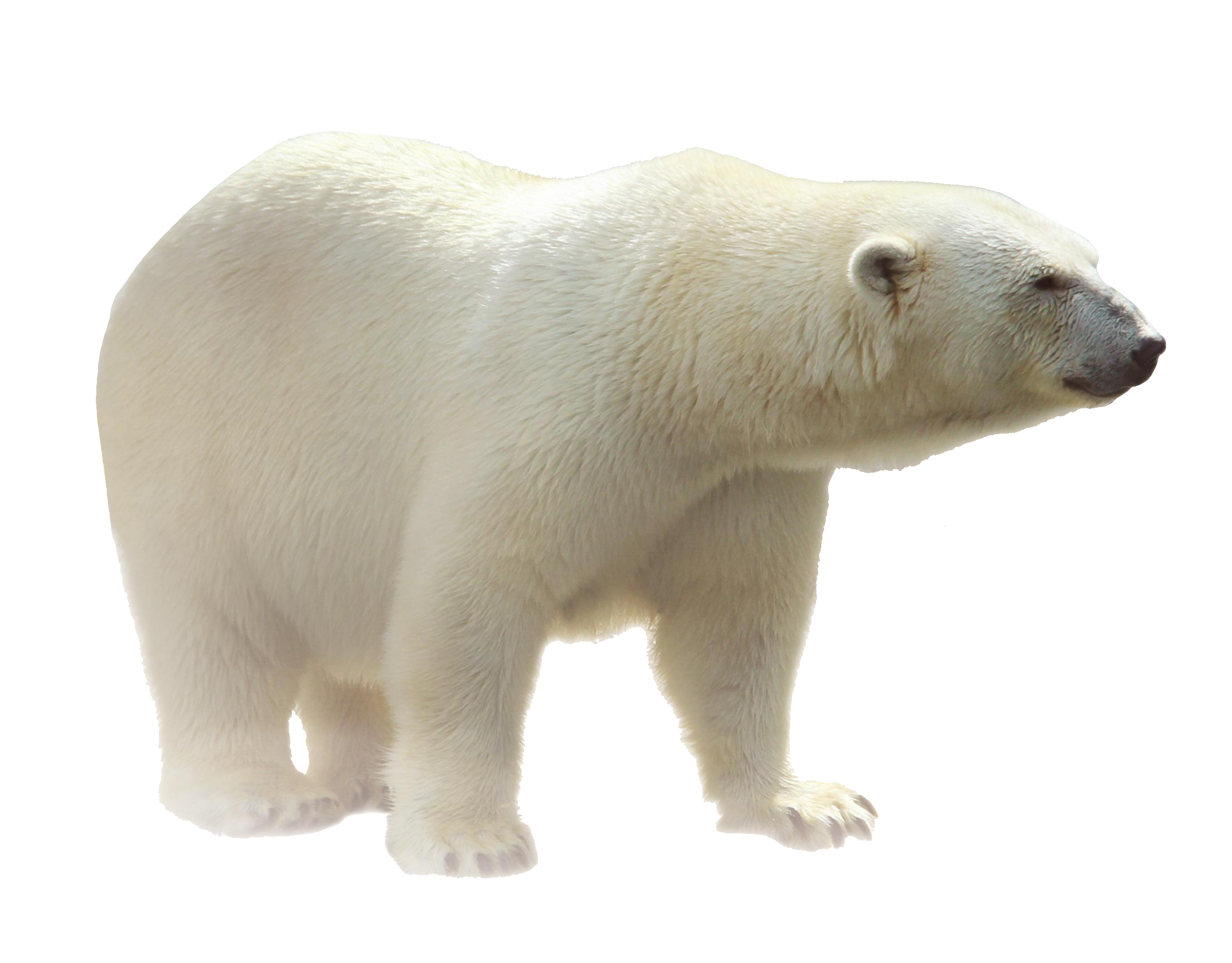 polar-bear-16