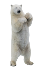 polar-bear-2