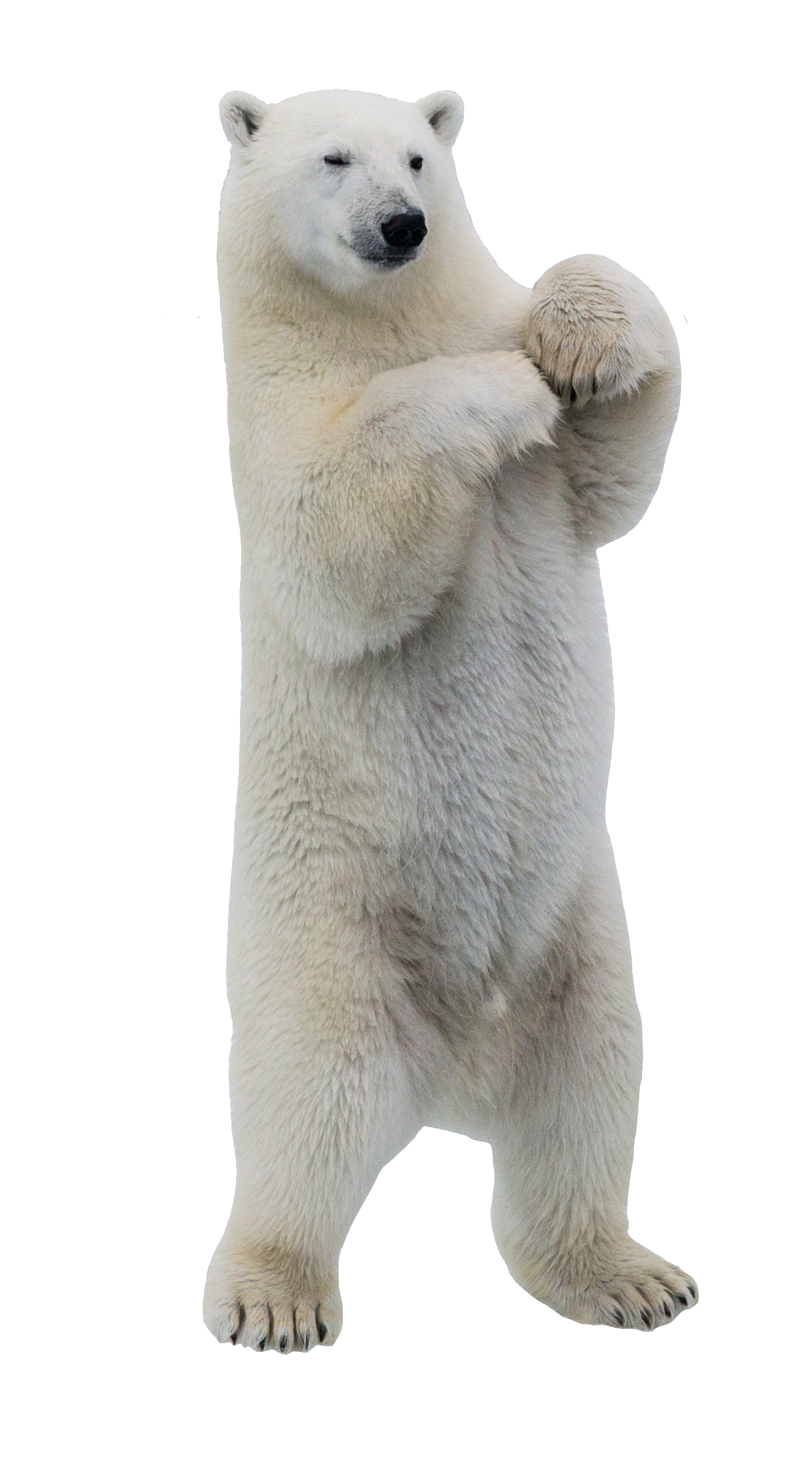 polar-bear-2