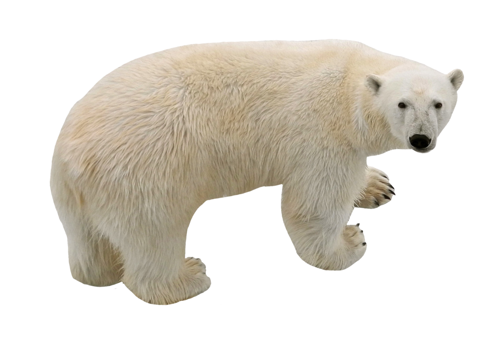 Transparent Polar Bear Png Image