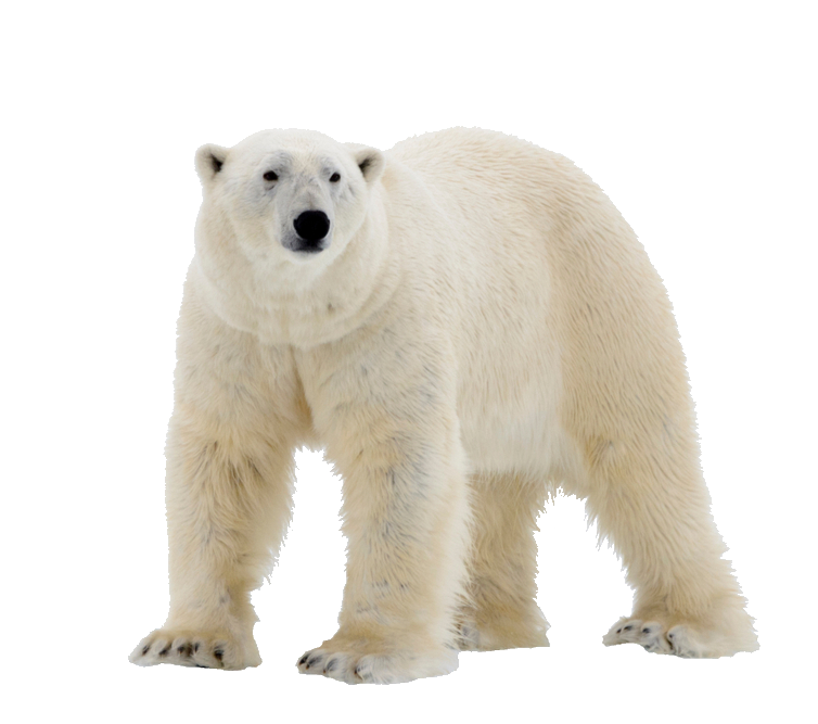 polar-bear-25