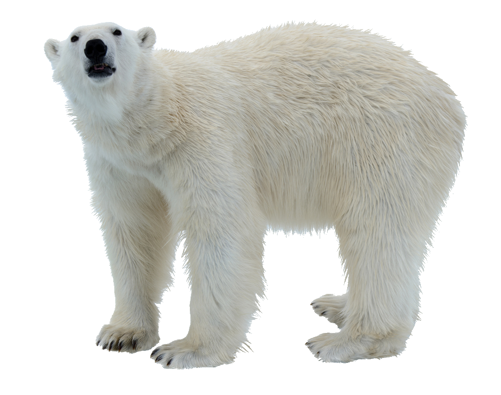 polar-bear-26