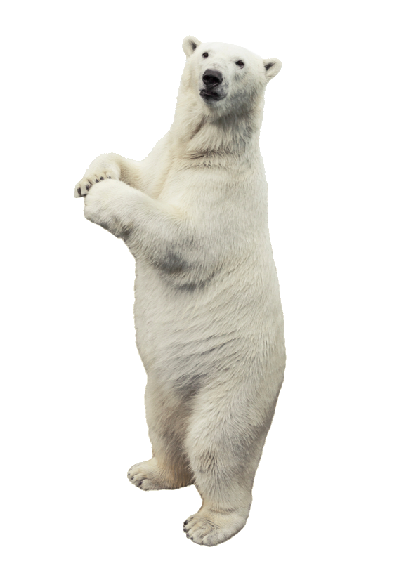 polar-bear-27