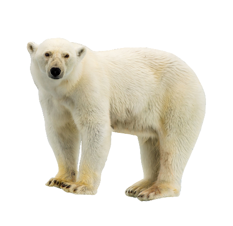 polar-bear-28