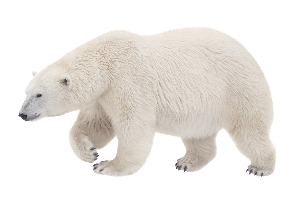 polar-bear-29