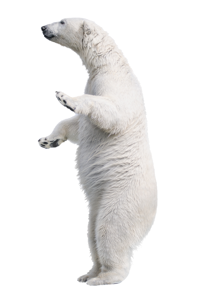 Standing Polar Bear Png