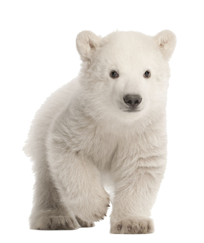 Cute Polar Bear Baby Png