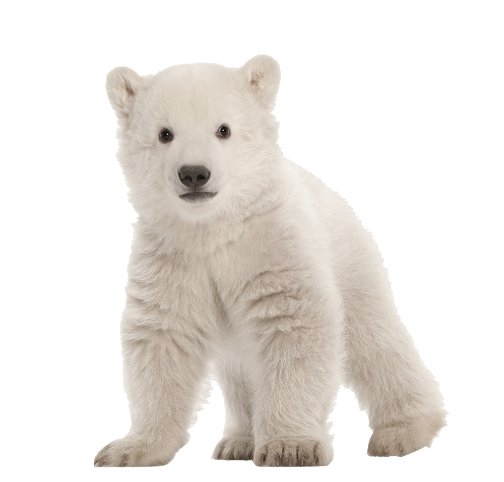 Cute Baby Polar Bear Png