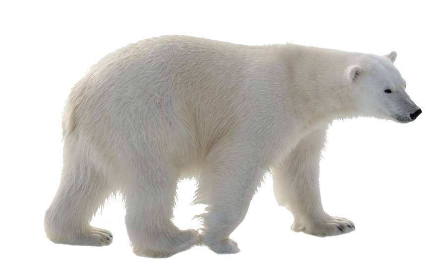 High-resolution Polar Bear Png Image