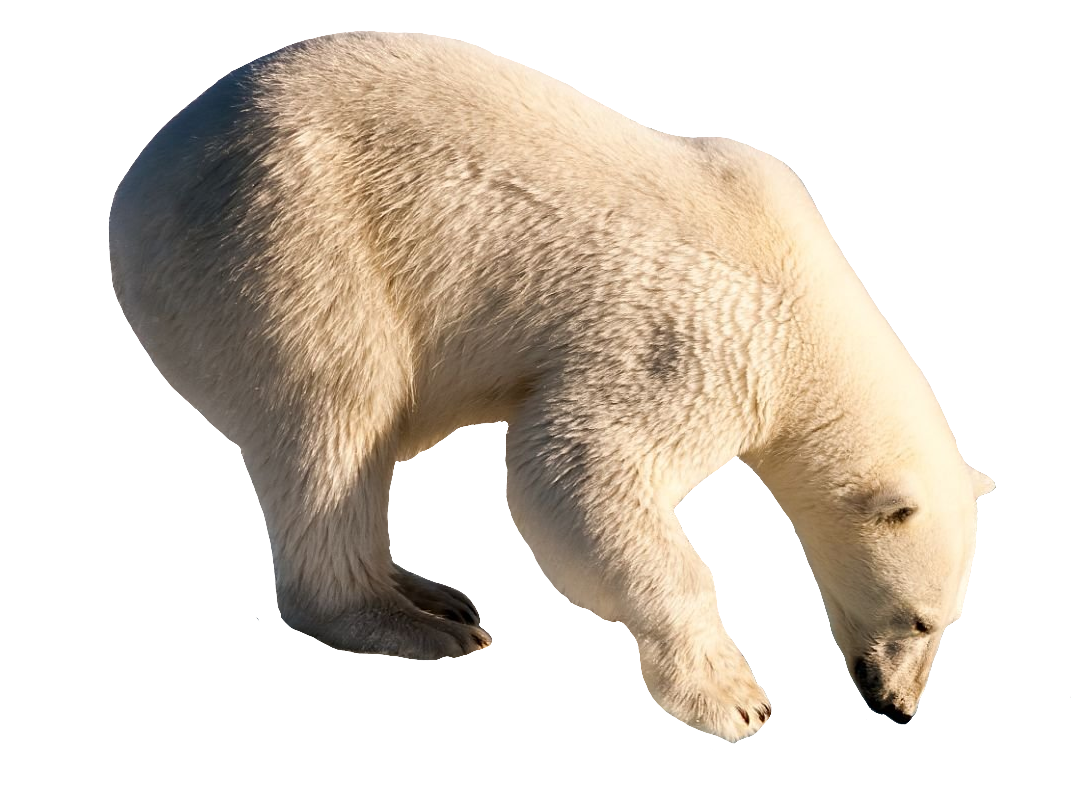 polar-bear-4